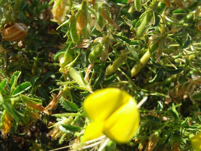 Ononis natrix (Fabaceae)